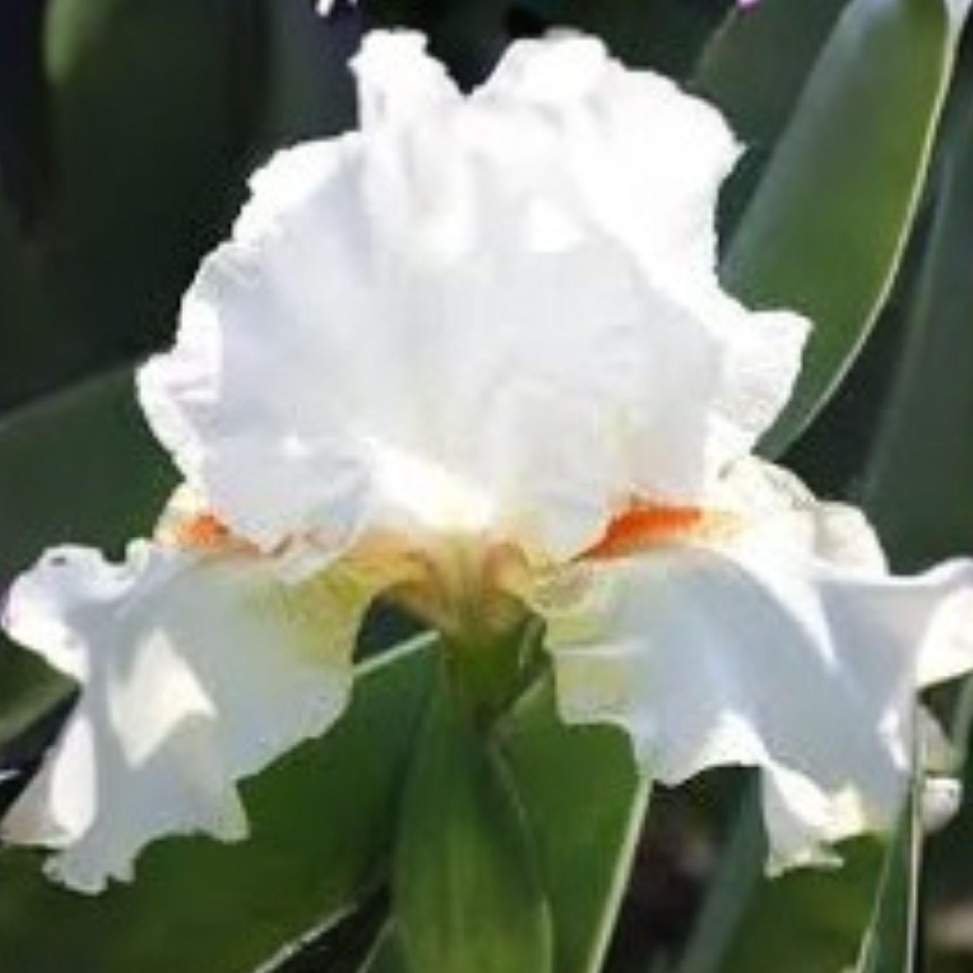 White Bearded Iris Rhizomes – Heirloom Perennial Flower, Iris germanica, Elegant White Blooms, 4 Fresh Rhizomes
