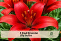 Red Oriental Lily Bulbs, 5 Pack, Crimson Flowers, Lilium orientalis, Garden Bed & Border Plant