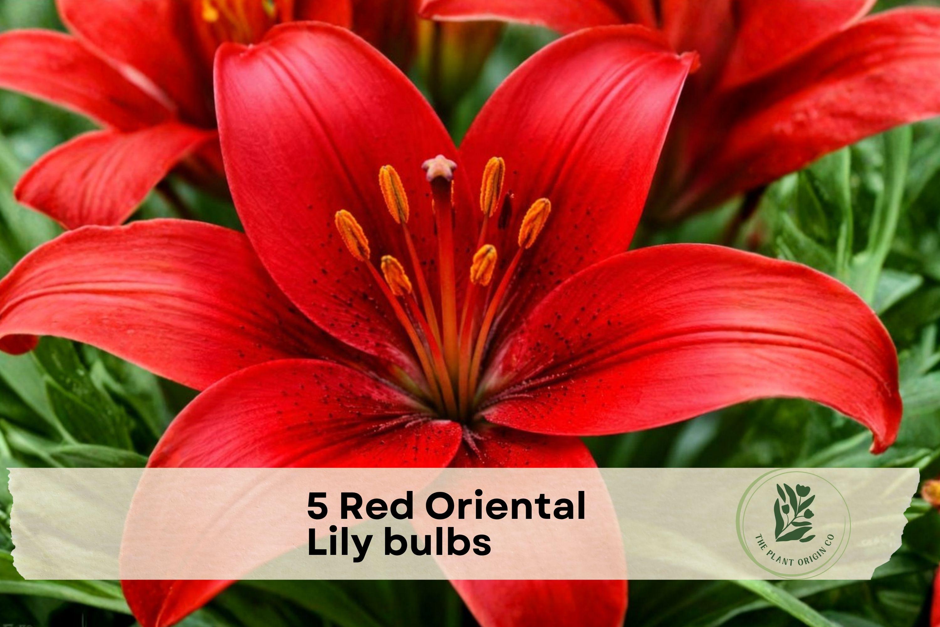 Red Oriental Lily Bulbs, 5 Pack, Crimson Flowers, Lilium orientalis, Garden Bed & Border Plant