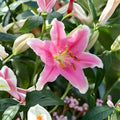 Sorbonne Oriental Lily Bulbs | Fragrant Pink and White Flowers | Garden Blooming Plants | Lilium orientalis | 3 Bulbs