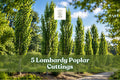 Lombardy Poplar Tree Cuttings – 5 Fast-Growing Privacy Trees, Populus nigra ‘Italica’ for Screening & Landscaping