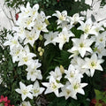 Navona White Lily Bulbs | Hardy Perennial Garden Flowers | Lilium asiatic | 5 Bulbs