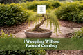 Weeping Willow Bonsai Cutting | Thick Trunk Live Tree | Salix babylonica Bare Root for Bonsai Propagation