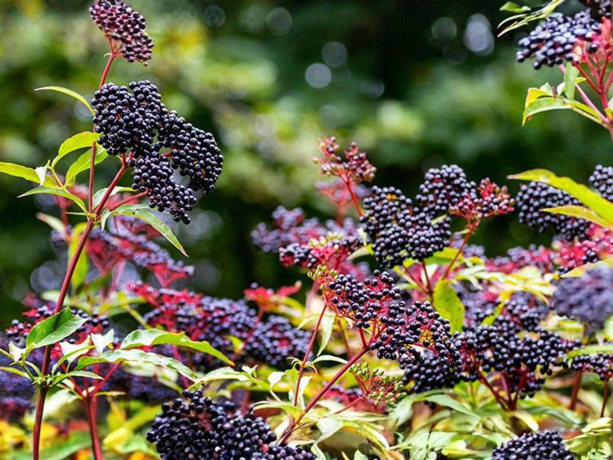 Elderberry Shrubs 2 Pack – Sambucus Berry Fruit Plants for Garden, Wildlife, Hedge, White Flowers, Dark Purple Berries