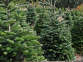 Live Norway Spruce Trees 2-3 ft | Evergreen Conifers for Hedges & Windbreaks | Picea abies