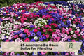 25 Anemone De Caen Flower Bulbs, Mixed Colors, Poppy-Like Blooms, Anemone coronaria, Garden & Container Planting
