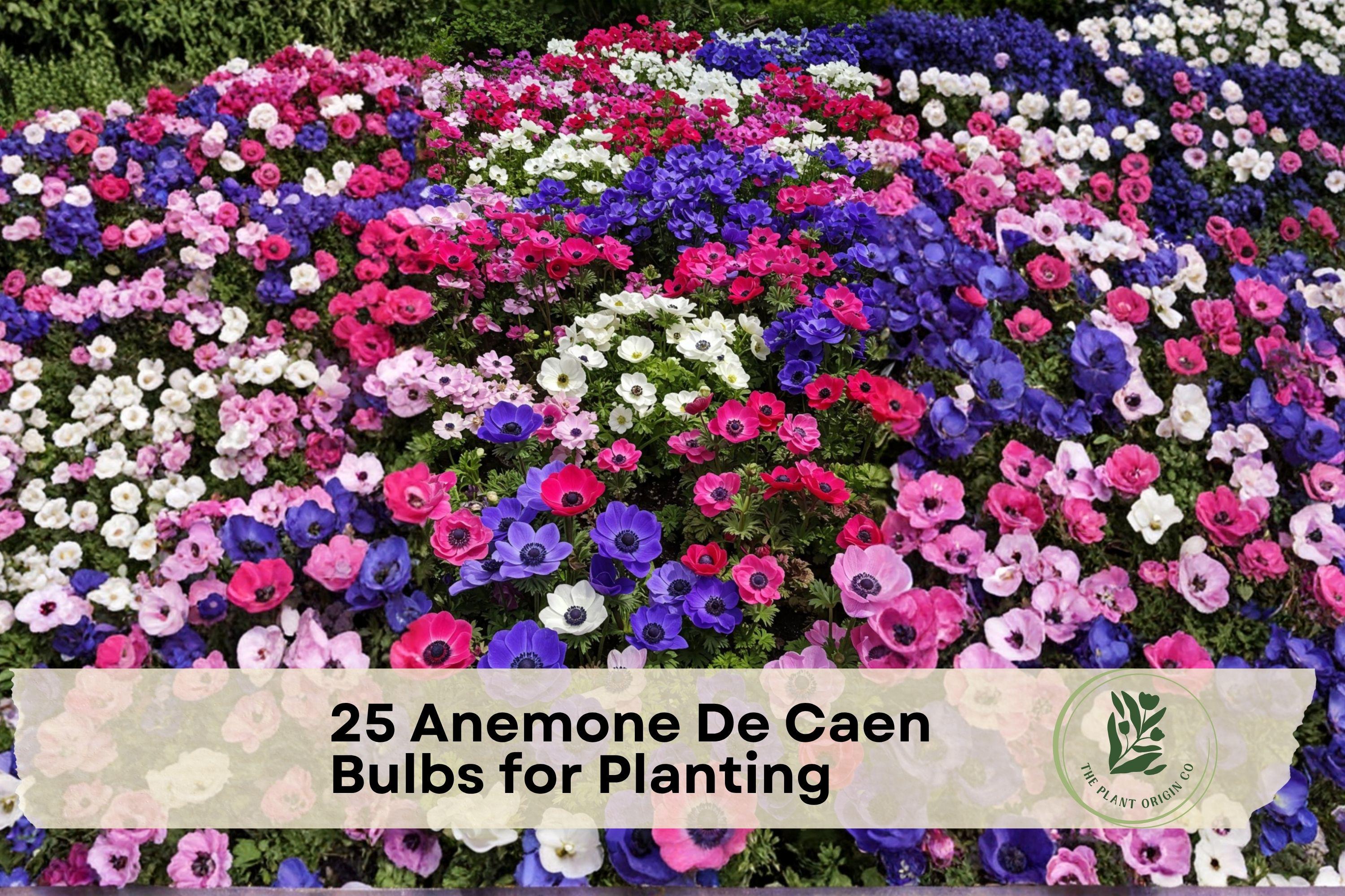25 Anemone De Caen Flower Bulbs, Mixed Colors, Poppy-Like Blooms, Anemone coronaria, Garden & Container Planting