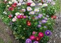 Powder Puff Aster Seeds Rainbow Mix, Chrysanthemum-Style Flower, Annual Garden Planting, Symphyotrichum lateriflorum