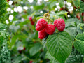 Red Raspberry Live Plants – 18–24 in Fruiting Cane Rubus idaeus for Garden Berry Patch