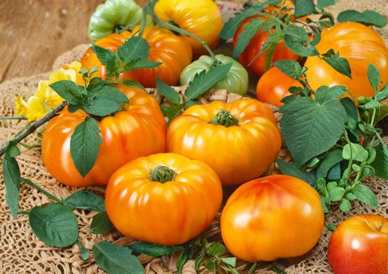 30+ Chef’s Choice Orange Tomato Seeds – Heirloom AAS Winner Bright Orange Slicer Tomato Vegetable Seeds for Garden Planting