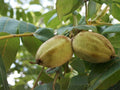 Two Live Butternut Trees – Nut Tree, Juglans cinerea, 2 ft Tall, White Walnut for Garden, Edible Landscape, Woodland Garden