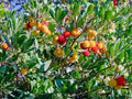Live Strawberry Tree Plants, 9-15 in, Arbutus unedo, Evergreen Ornamental Fruit Tree, Decorative Berries, Garden Borders, Containers
