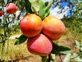 Fuji Apple Tree – 2 ft Malus domestica Fruit Tree for Backyard Orchard, Deciduous, Spring Blossoms