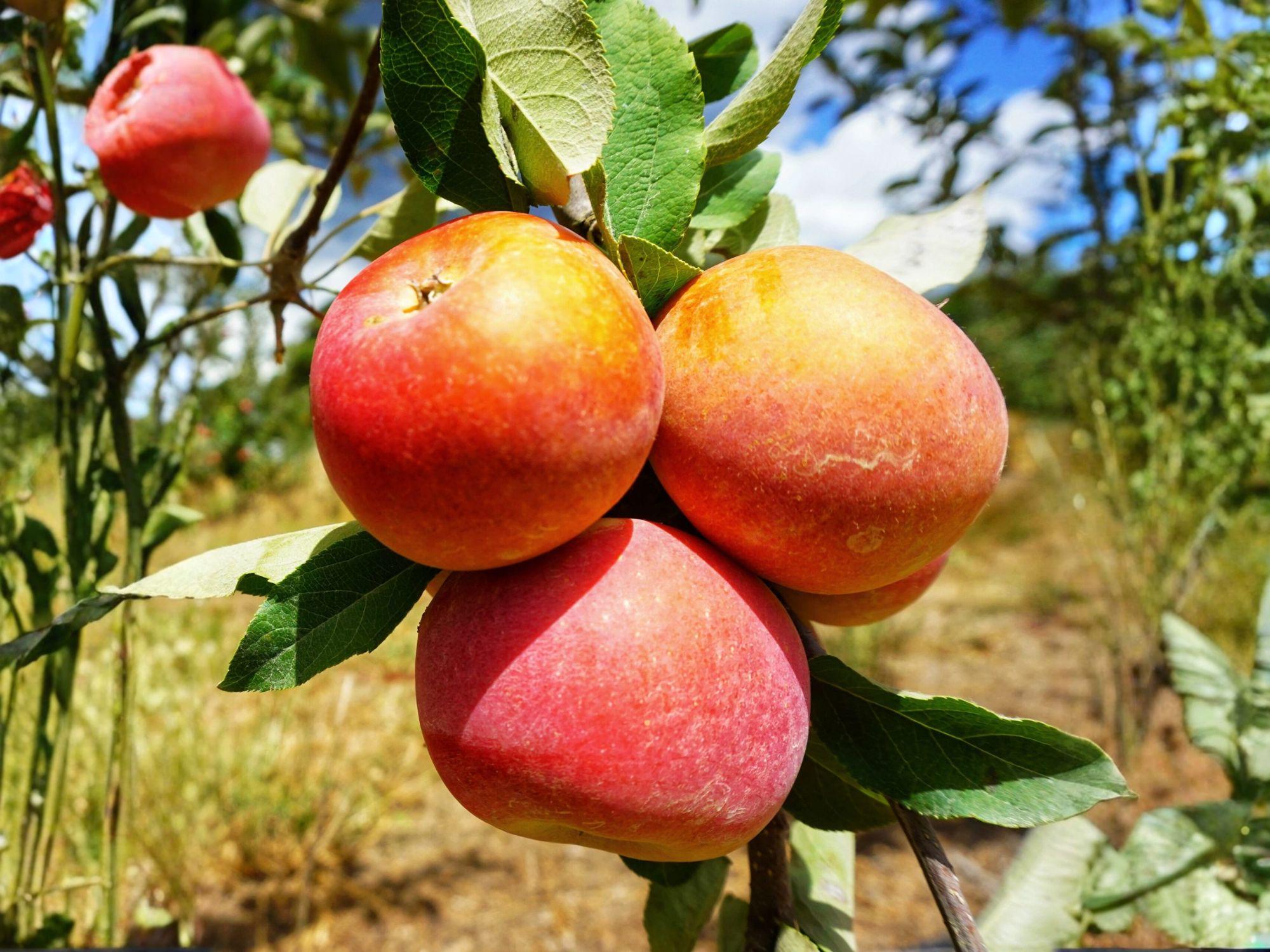 Fuji Apple Tree – 2 ft Malus domestica Fruit Tree for Backyard Orchard, Deciduous, Spring Blossoms