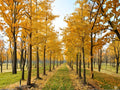 Live Ginkgo Biloba Tree 1-2 ft Tall | Ornamental Deciduous Tree with Golden Autumn Foliage | Ginkgo biloba