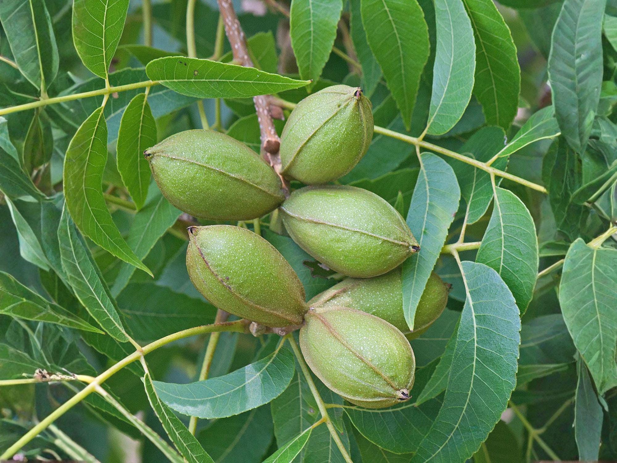 Stewart Pecan Nut Tree Live Saplings – Carya illinoinensis Orchard & Food Forest Planting (2 Pack)
