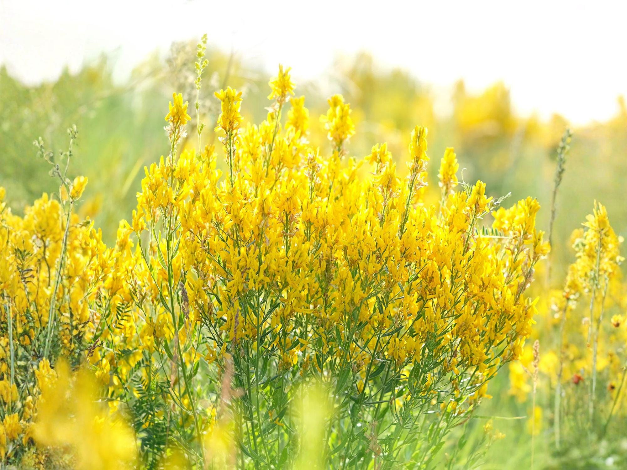 Yellow Sweet Clover Seeds | Melilotus officinalis | Bright Yellow Flowers | Garden & Natural Landscaping | 100 Seeds