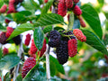 Red Mulberry Trees - 2 Saplings, Morus rubra, Edible Native Fruit Trees for Wildlife Gardens