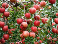 Gala Apple Tree – 2 Ft Semi-Dwarf Fruit Tree – Malus domestica – Edible Landscape, Backyard Orchard, Fresh Eating