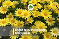 200 Bright Yellow Marguerite Daisy Seeds – Argyranthemum frutescens, Sunny Yellow Flowers for Borders, Containers & Pollinator Gardens