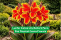 Lucifer Canna Lily Bulbs 5 Pack | Bright Red Tropical Flowers | Canna indica | Garden, Border, Container Plant