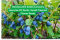 Honeysuckle Seeds Lonicera caerulea - 30 Sweet Fragrant Flower Seeds for Garden, Fences, Landscaping