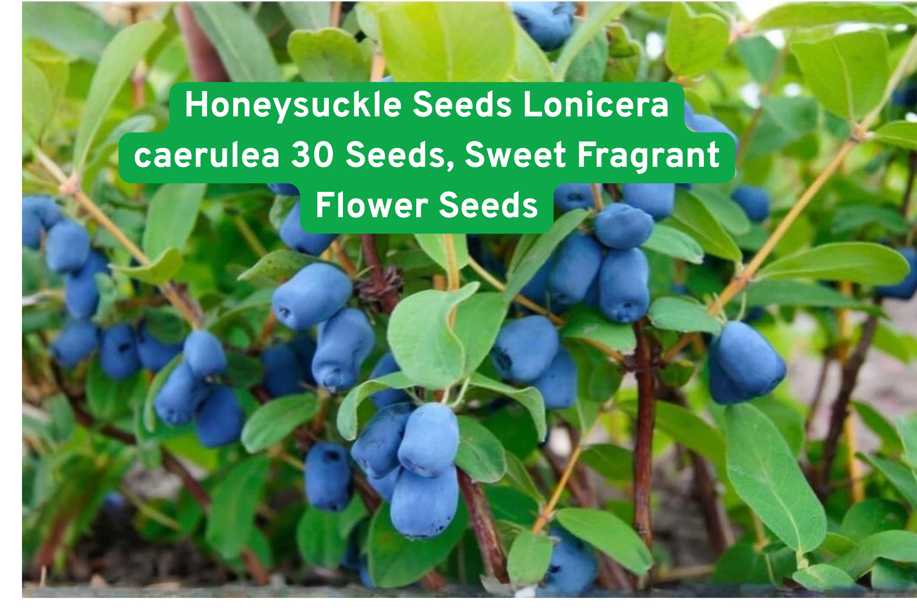 Honeysuckle Seeds Lonicera caerulea - 30 Sweet Fragrant Flower Seeds for Garden, Fences, Landscaping
