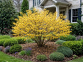 Live American Witch Hazel Shrub – Native Hamamelis virginiana with Fragrant Yellow Fall Flowers, Pollinator-Friendly Deciduous Plant