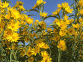 Maximilian Sunflower Seeds | Helianthus maximiliani Perennial Flower | Bright Yellow Blooms for Garden & Natural Landscaping