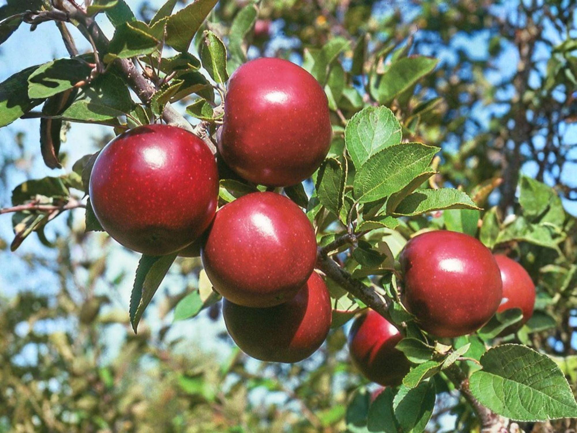 Arkansas Black Apple Tree – 2 ft Grafted Heirloom Malus domestica Fruit Tree for Backyard Orchard & Edible Landscape