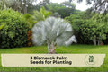 Bismarck Palm Seeds, Tropical Ornamental Tree, Silver Blue Fan Leaves, Bismarckia nobilis, Outdoor Planting