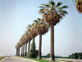 California Fan Palm Seeds – Washingtonia filifera for Outdoor Planting, Large Fan-Shaped Green Leaves, Tropical Landscape Garden