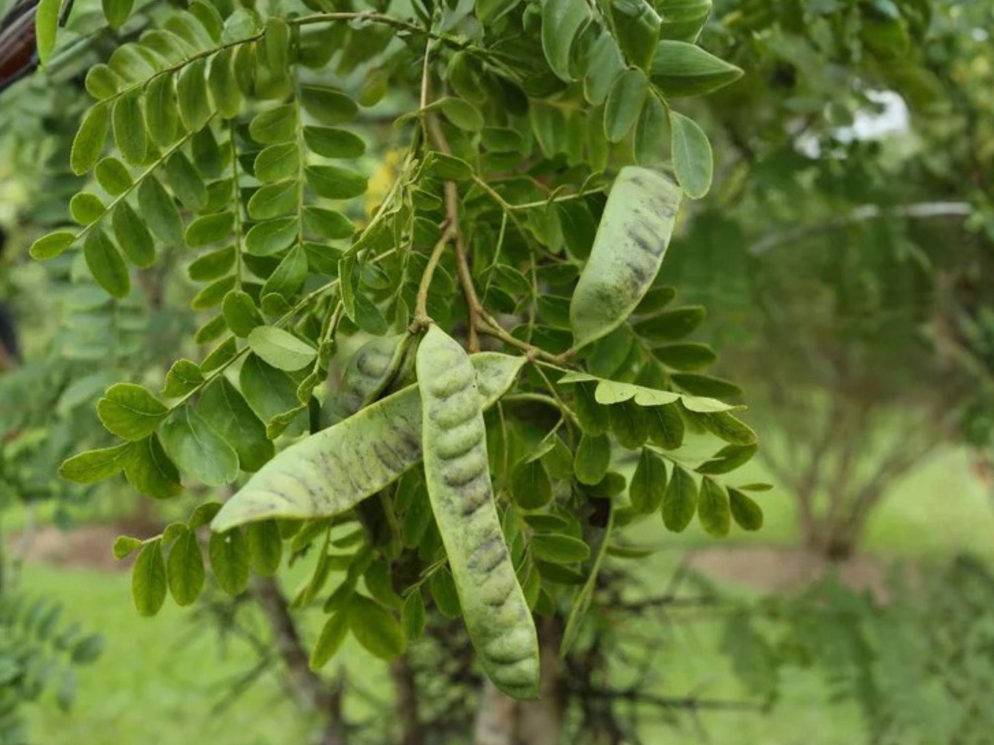 Chinese Honeylocust Seeds | Gleditsia sinensis for Garden Planting | Deciduous Tree with Green Foliage