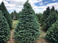 European Silver Fir Seeds | Abies Alba Conifer Tree for Planting | Needle-Like Foliage | Landscape & Garden Tree