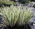 Variegated Sweet Flag Live Pond Plant – Acorus calamus ‘Variegatus’ – Hardy Marginal Aquatic Plant with Green White Foliage