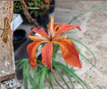 Red Iris Fulva Live Pond Plant – Hardy Aquatic Marginal Bog Flowering in Spring – Native Iris fulva for Water Gardens and Wetlands