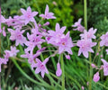 Pink Society Garlic Live Pond Plant – Tulbaghia Violacea Tropical Marginal Flower, Water Garden, Bog Garden, Container Plant