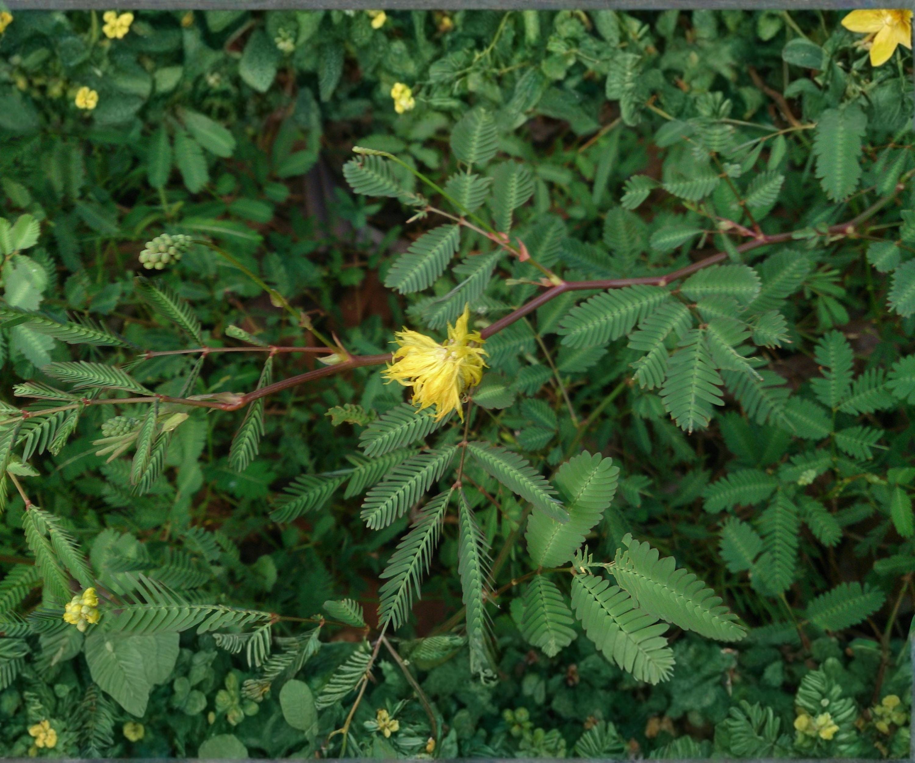 Water Mimosa Live Plant – Floating Tropical Aquatic Neptunia Oleracea with Yellow Flowers