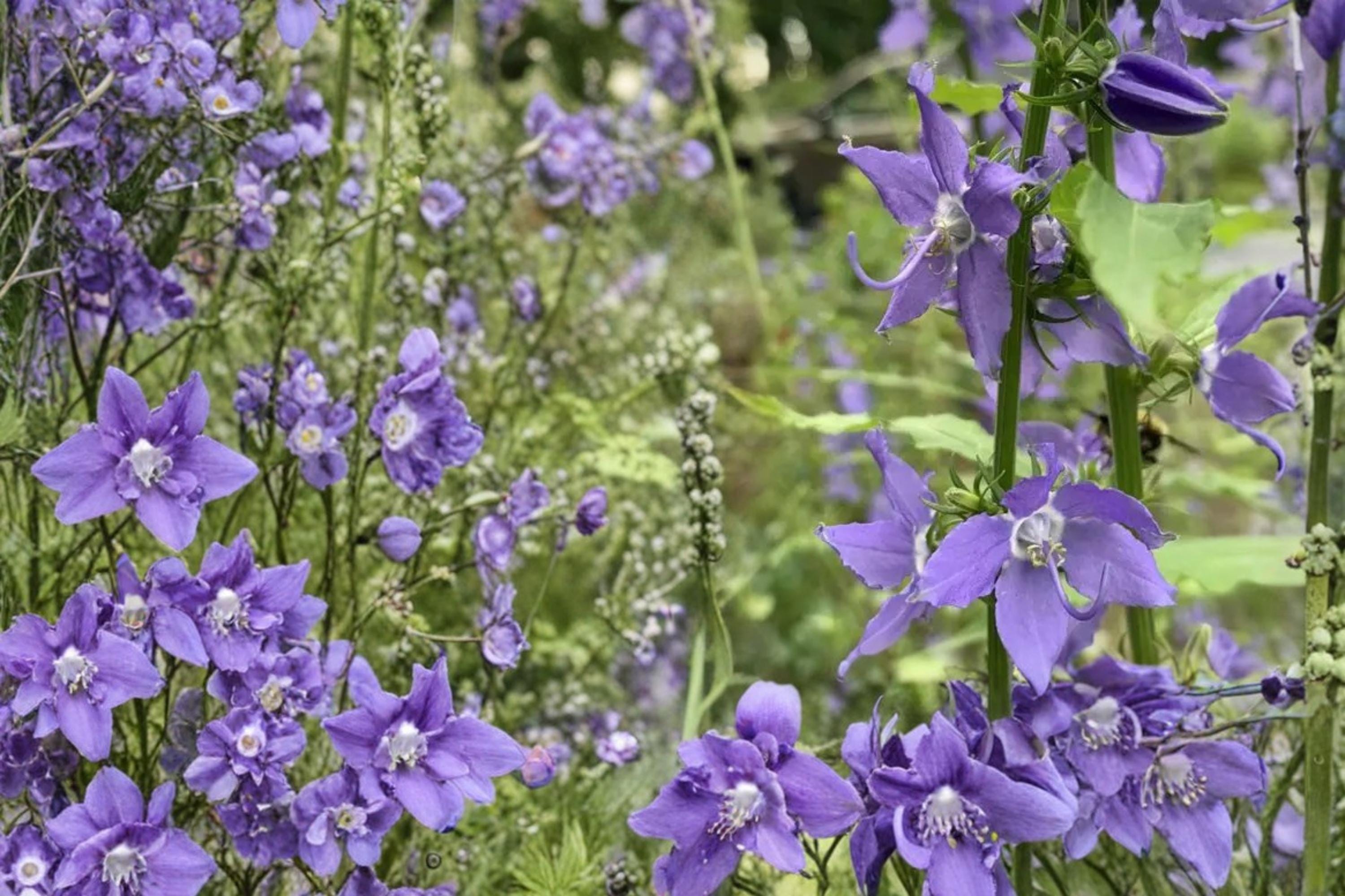 Tall Bellflower Seeds – Campanula americana, Blue Wildflower, Perennial, Native Plant Seed, Woodland & Meadow Garden Plant