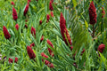 Smooth Sumac Seeds – Rhus glabra Native Shrub for Landscaping, Restoration & Wildlife Habitats