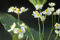 Common Arrowhead Seeds – Sagittaria latifolia, Aquatic Perennial with White Flowers, Wetland & Pond Plant Seed, 100 Seeds