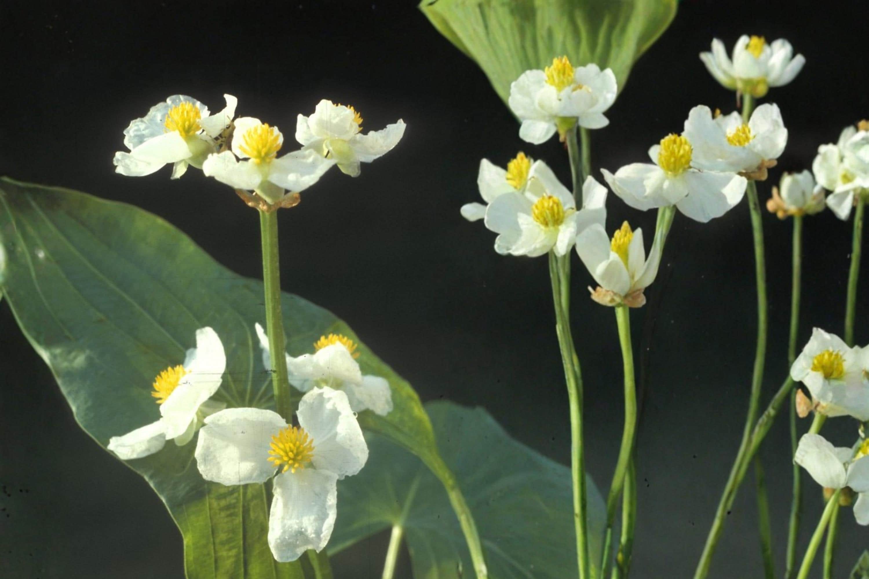 Common Arrowhead Seeds – Sagittaria latifolia, Aquatic Perennial with White Flowers, Wetland & Pond Plant Seed, 100 Seeds