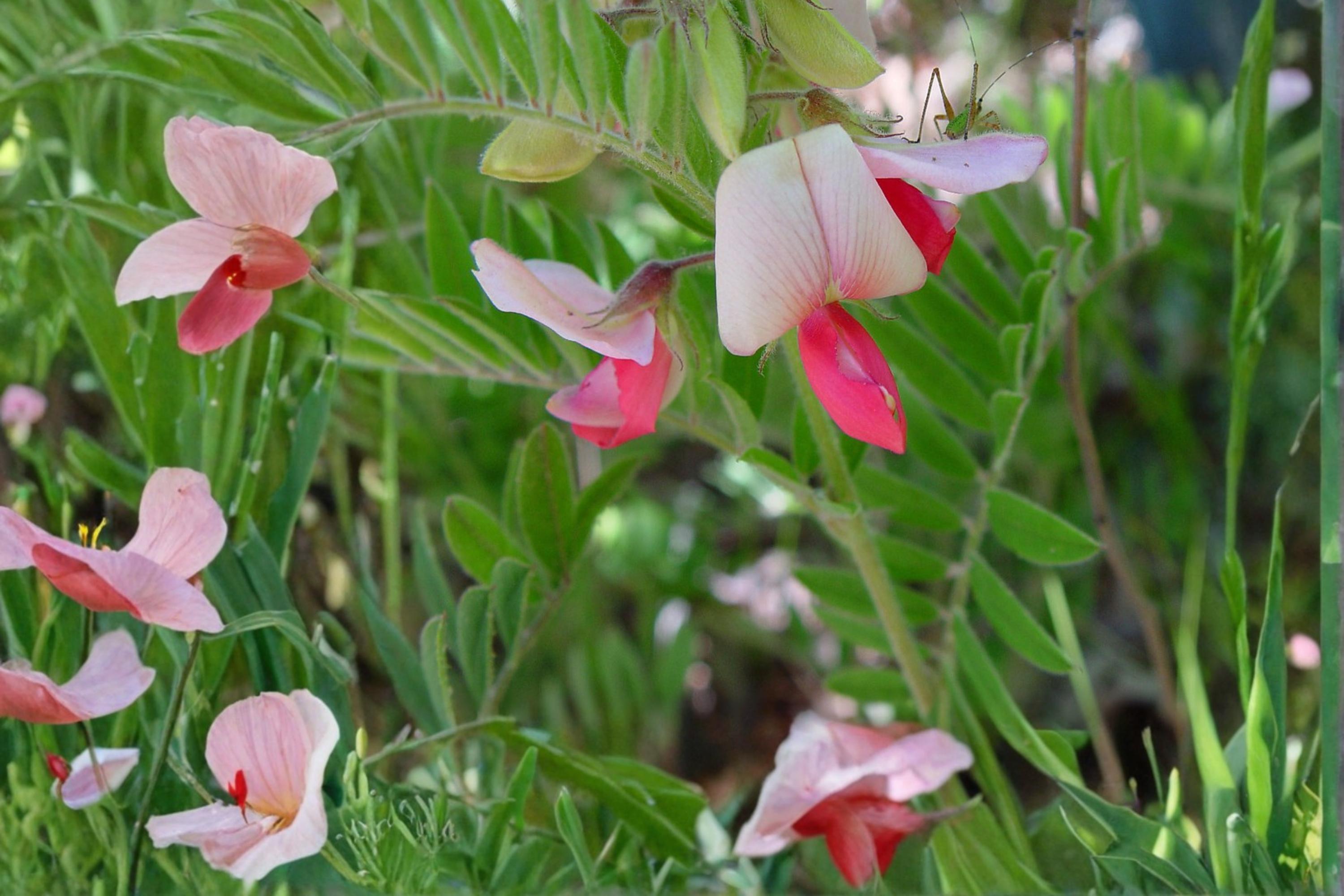 Goat's Rue Seeds – Tephrosia virginiana Perennial with Pink to Cream Flowers, Silvery Foliage, Drought Tolerant, Native Wildflower, Xeriscape