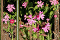 Nodding Catchfly Seeds, Silene pendula, Pink Flowers, Herbaceous Annual, Compact, Border & Rock Garden Plant, 100 Seeds