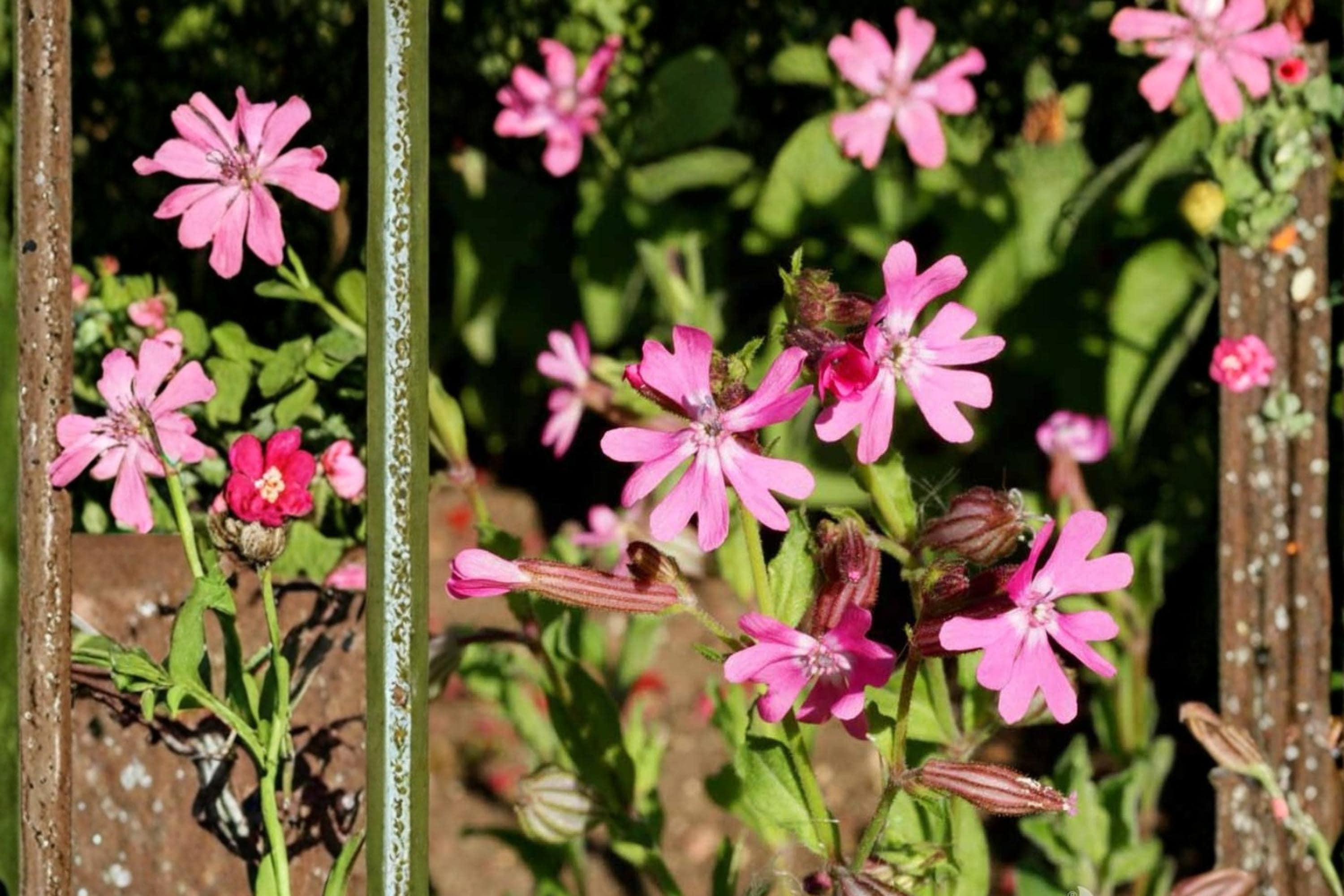 Nodding Catchfly Seeds, Silene pendula, Pink Flowers, Herbaceous Annual, Compact, Border & Rock Garden Plant, 100 Seeds
