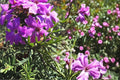 Moss Verbena Seeds 100 Pack – Verbena tenuisecta Purple Flower Groundcover, Drought Tolerant, Full Sun, Perennial Herbaceous Plant