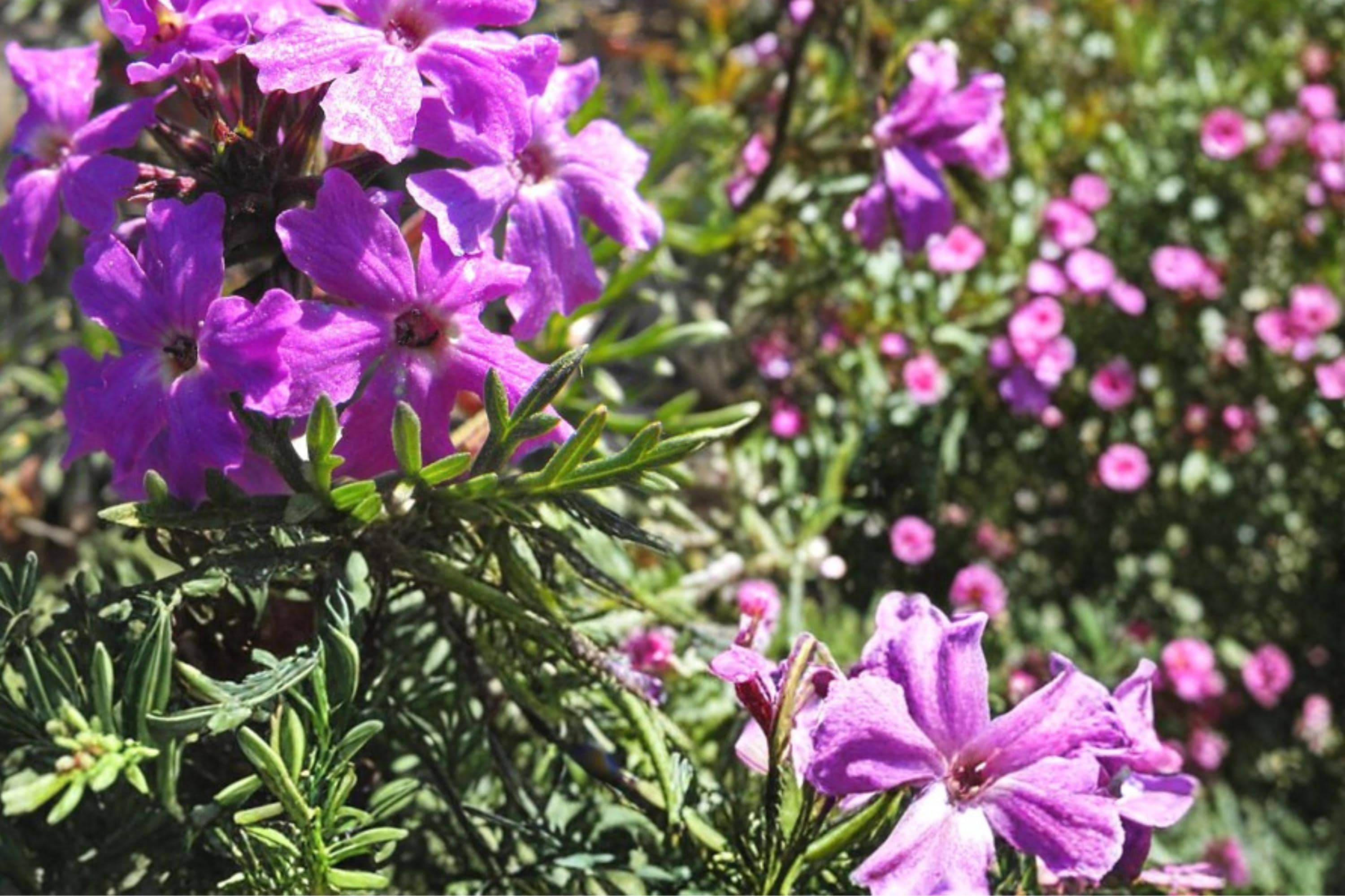 Moss Verbena Seeds 100 Pack – Verbena tenuisecta Purple Flower Groundcover, Drought Tolerant, Full Sun, Perennial Herbaceous Plant