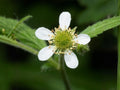 White Avens Seeds – Heirloom Non-GMO Wildflower for Shade Gardens – Geum canadense, Perennial Native Wildflower, Woodland & Naturalized Gardens
