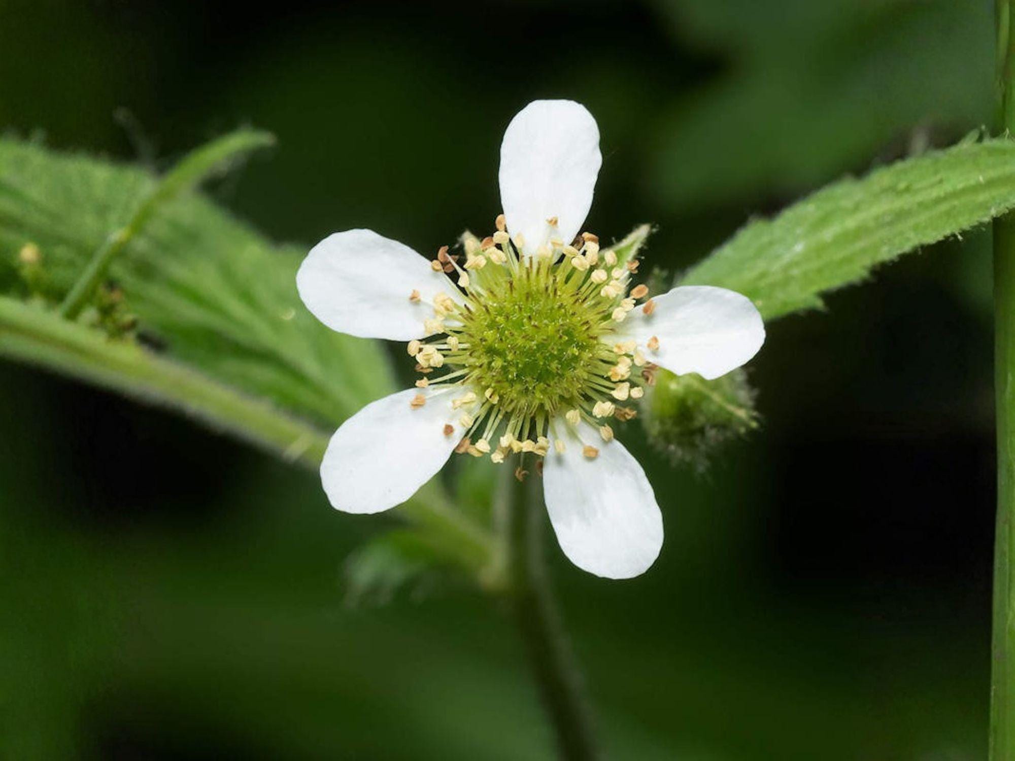 White Avens Seeds – Heirloom Non-GMO Wildflower for Shade Gardens – Geum canadense, Perennial Native Wildflower, Woodland & Naturalized Gardens