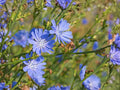 Blue Chicory Flower Seeds | Cichorium Intybus | Bright Blue Daisy-Like Flowers for Garden Beds & Natural Landscaping | 100 Seeds